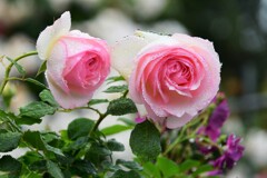 雨の日の薔薇　2