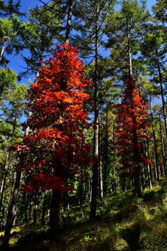 ツタウルシ紅葉