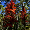 ツタウルシ紅葉
