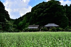 蕎麦畑のある風景　4
