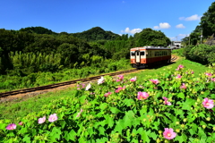 いすみ鉄道　夏