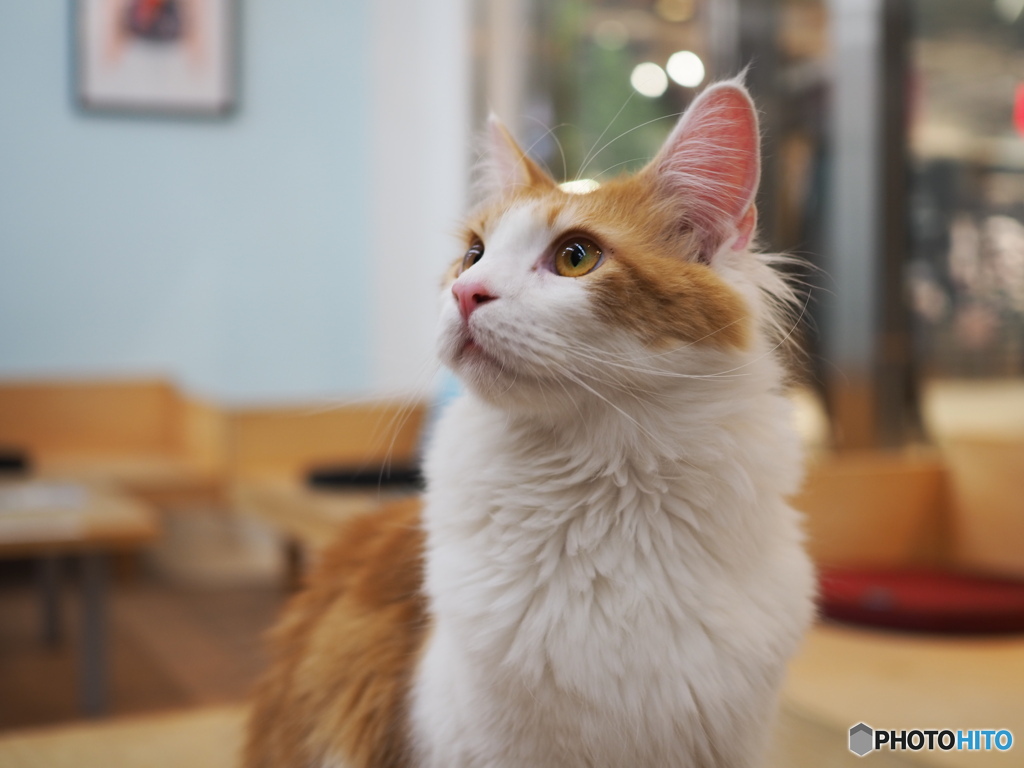 猫