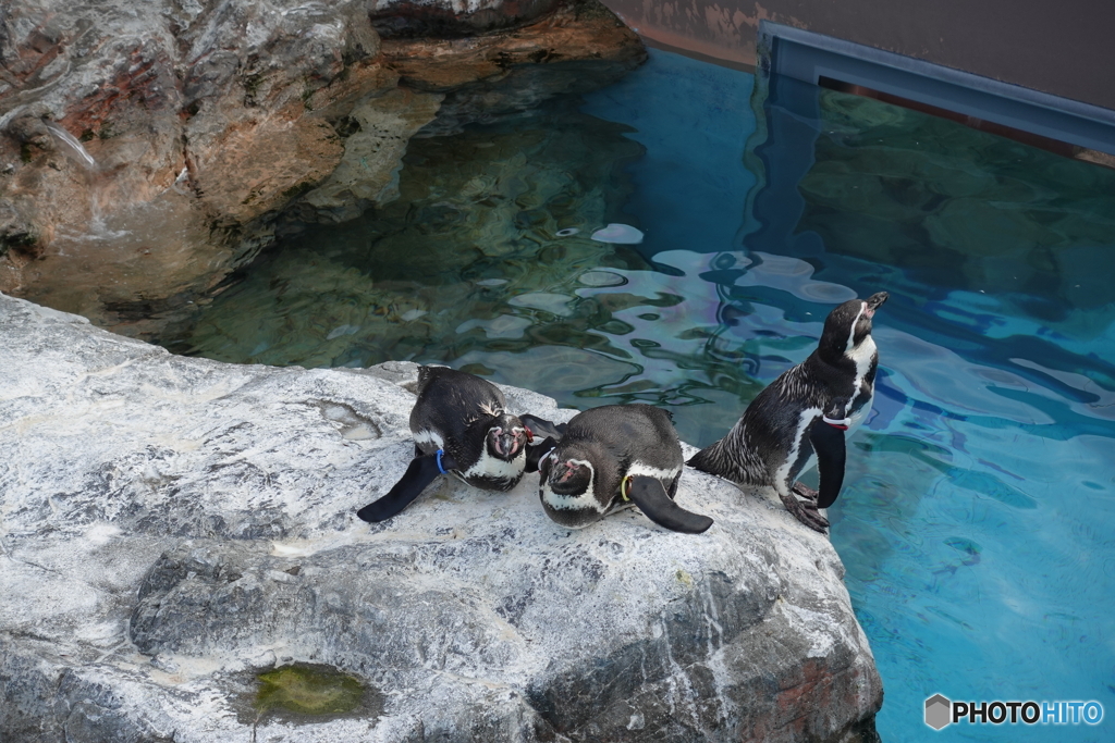 ペンギン