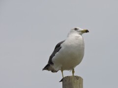 江ノ島のカモメ2-2