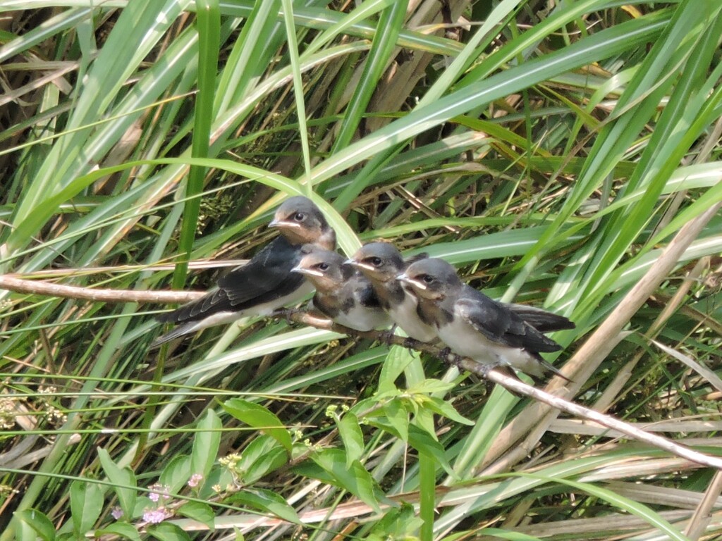 ツバメ４兄弟その２