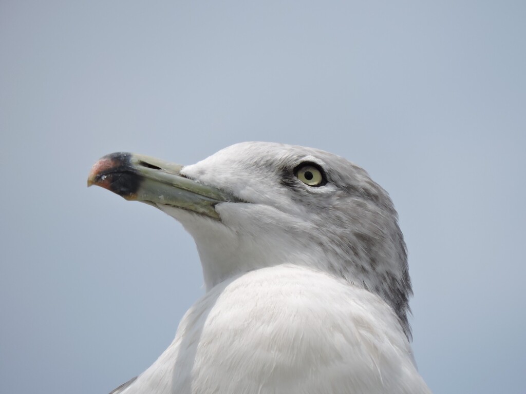 江ノ島のカモメ１