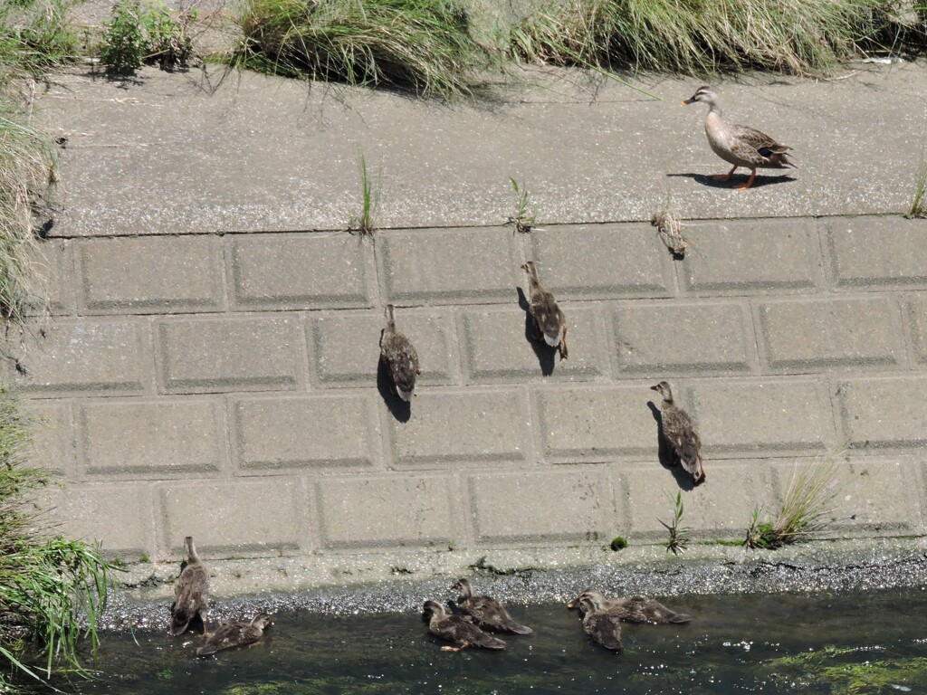 カルガモ９兄弟その２