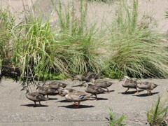 カルガモ９兄弟その１