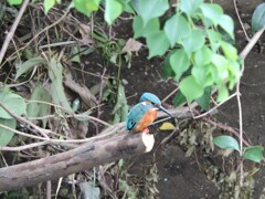 いつも人気者カワセミ