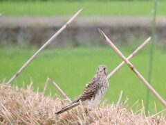 チョウゲンポウ発見その１