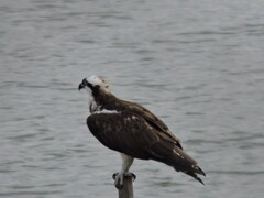 オスプレイ・ミサゴ