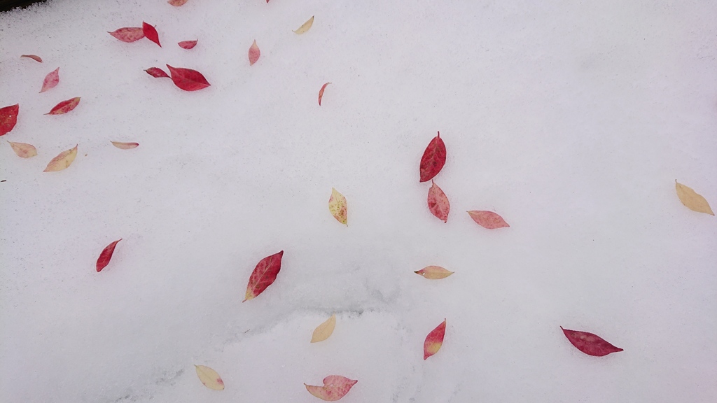 雪、はやっ‼️