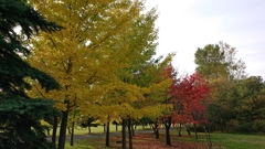 石狩樽川公園 紅葉 信号機？