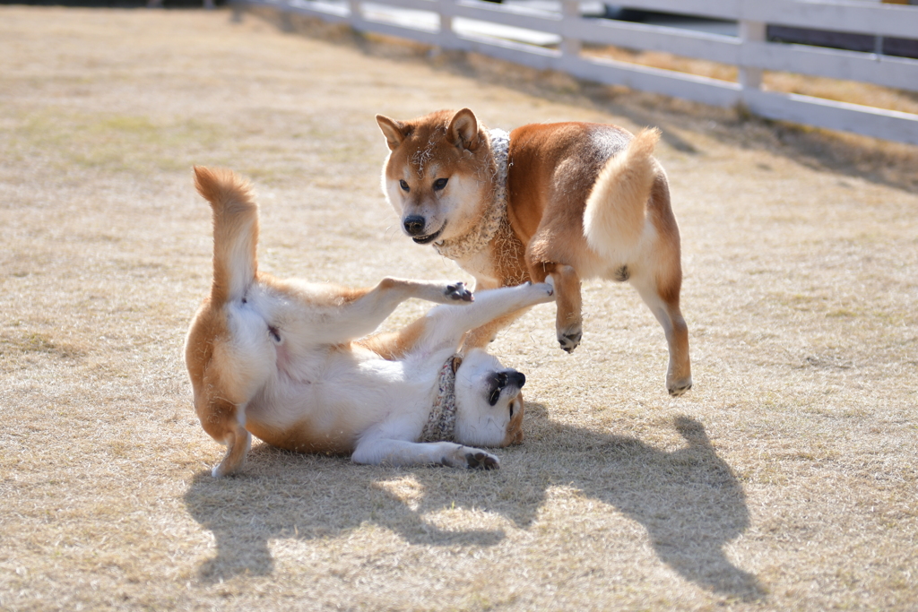 じゃれあう By 柴犬とカメラ Id 写真共有サイト Photohito