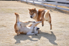 じゃれあう。