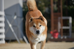 躍動感
