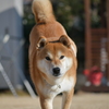 躍動感