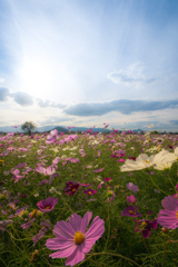 秋桜