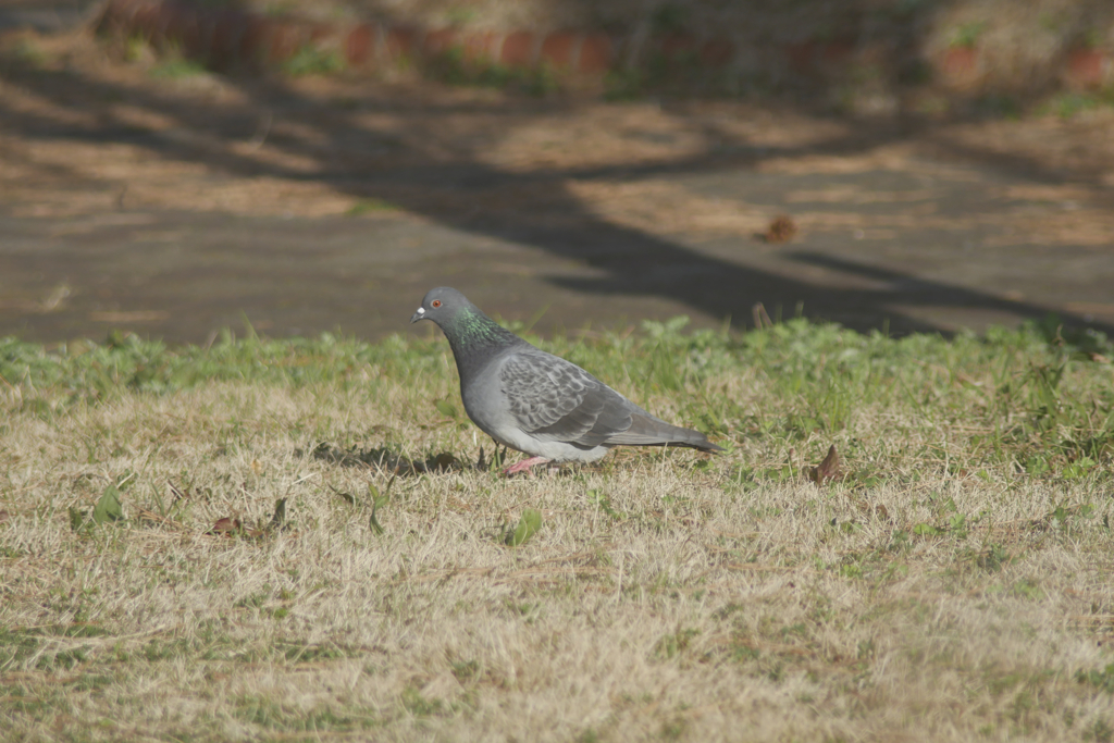 鳩