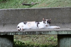 神宮の猫②
