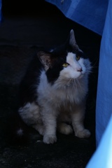 神宮の猫