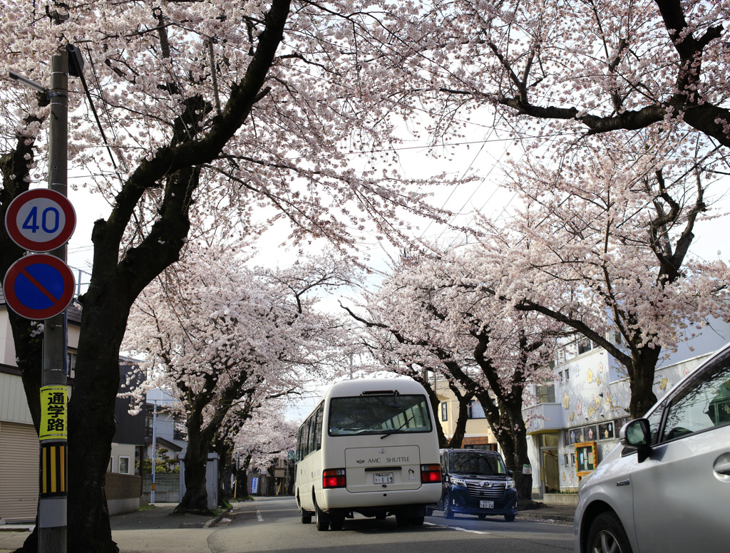 桜川通りの桜トンネル