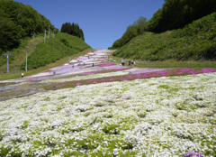 十和田湖温泉スキー場の芝桜