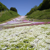 十和田湖温泉スキー場の芝桜