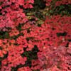 奥薬研の紅葉