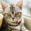 アメショーの子猫