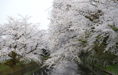 外堀と満開の桜