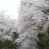 外堀と満開の桜