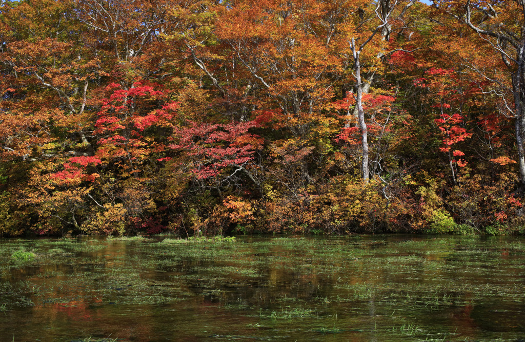 グダリ沼の紅葉