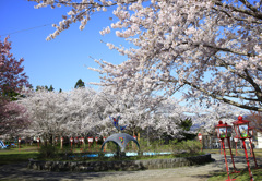 桜満開の愛宕公園
