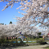 桜満開の愛宕公園