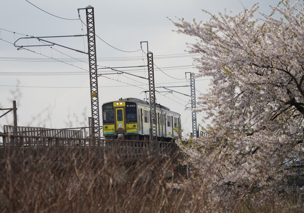 桜とラッピング列車