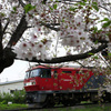 桜と貨物列車