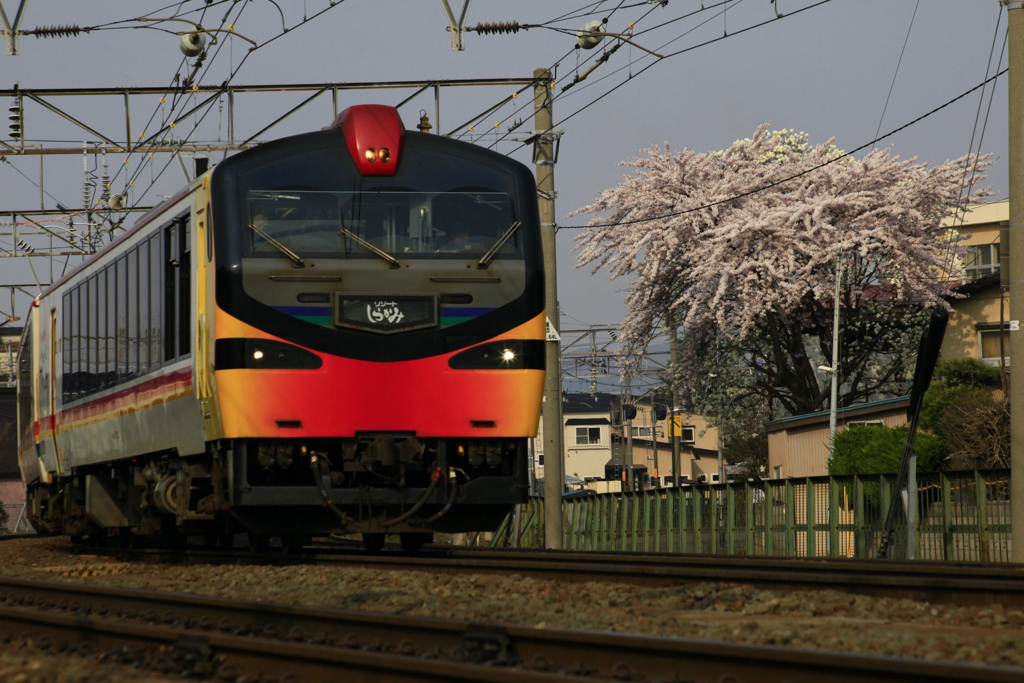 リゾートしらかみと桜