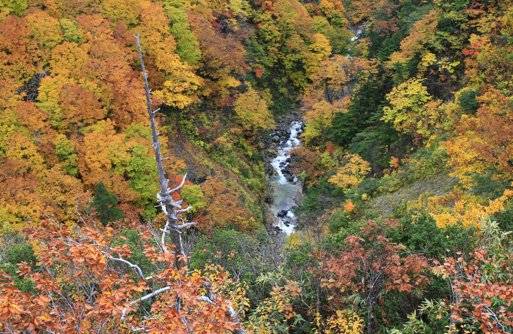 城ヶ倉渓流の紅葉
