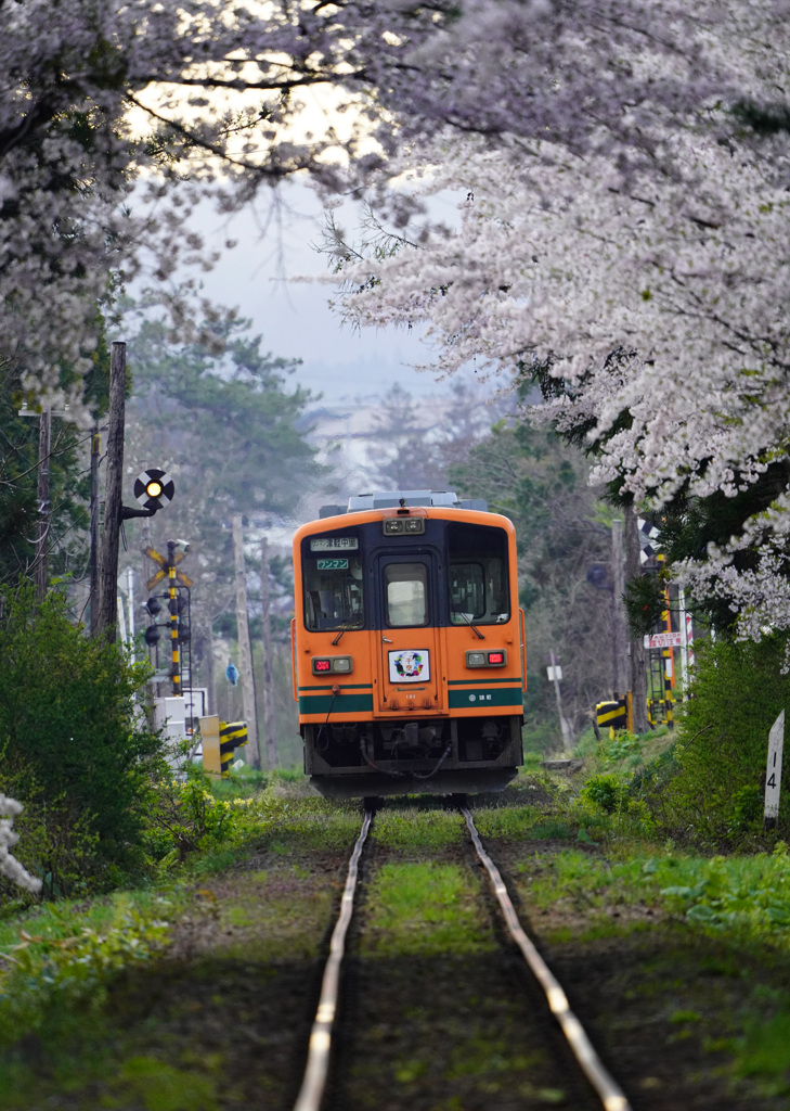 桜のトンネル３