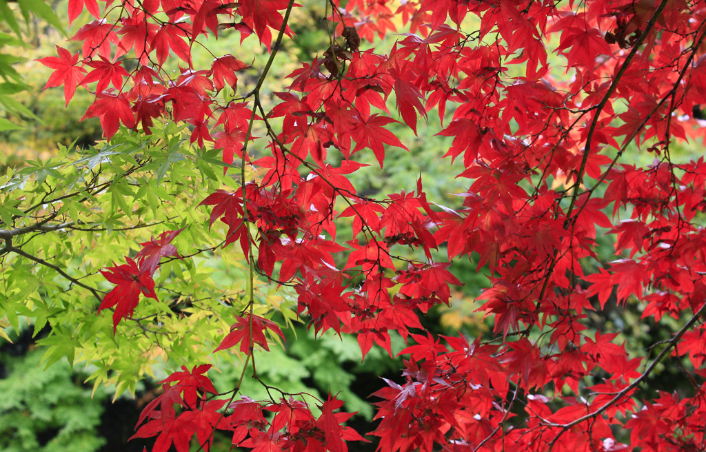 もみじ山の紅葉