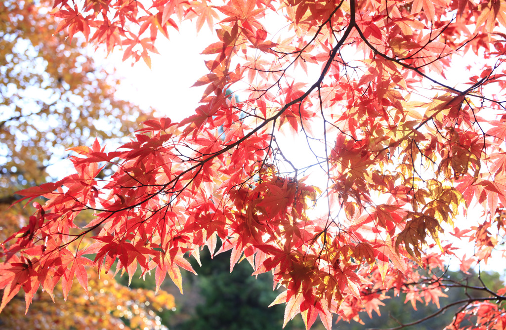 中野もみじ山　1