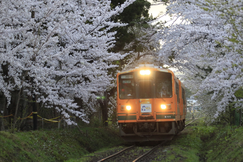 桜のトンネル