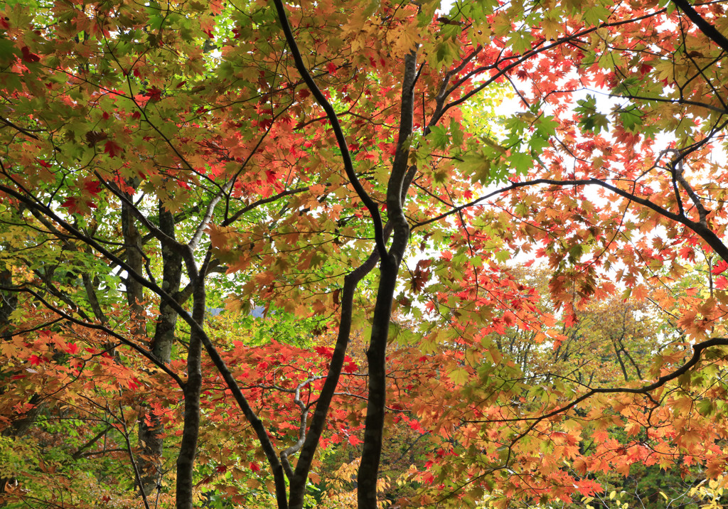 薬研渓流の紅葉