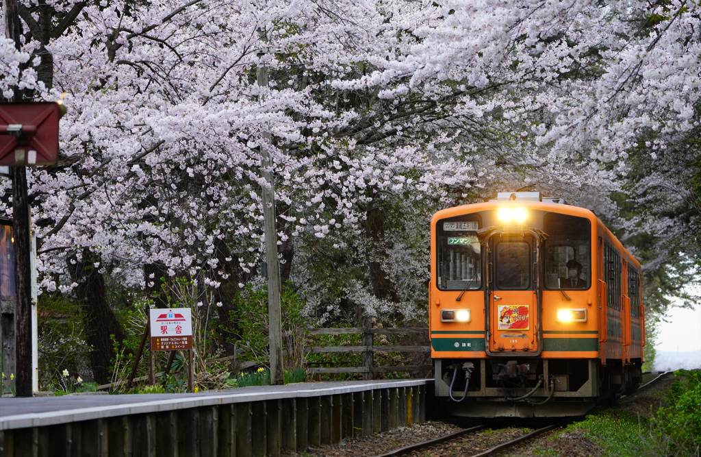 桜のトンネル２