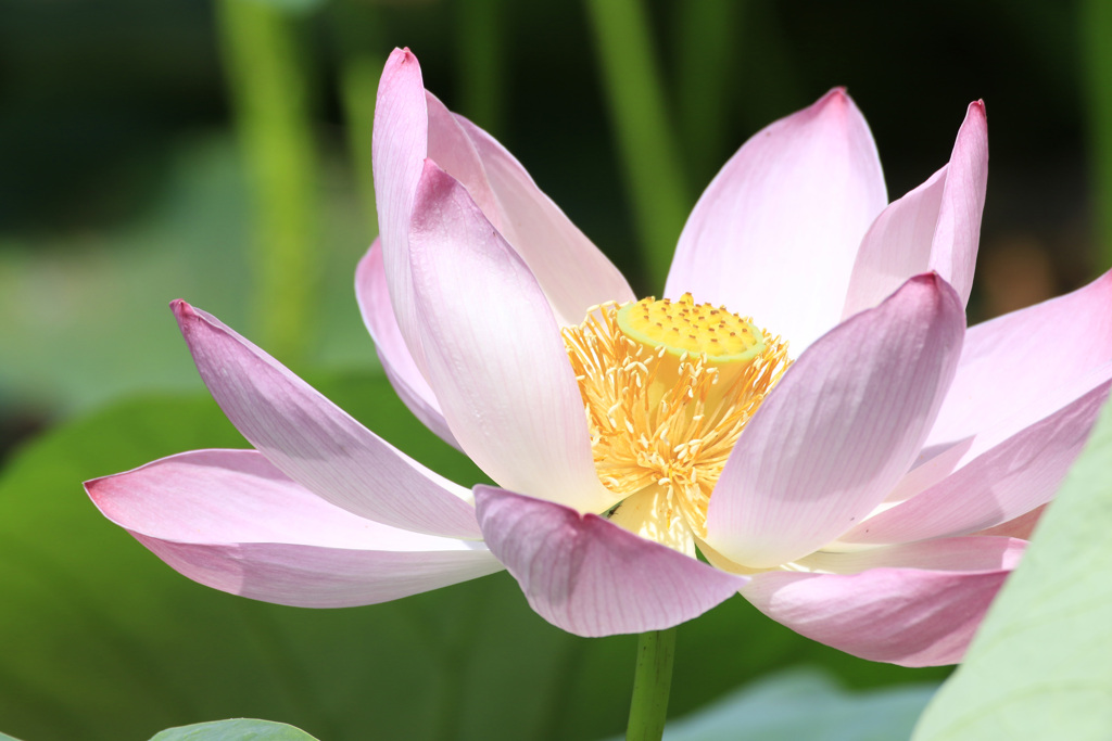 蓮の花