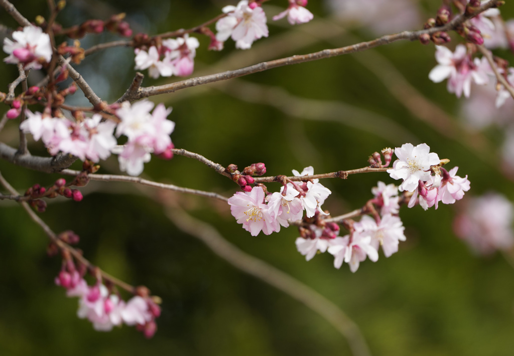 早咲きの桜