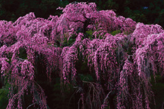 福島　福聚寺の桜