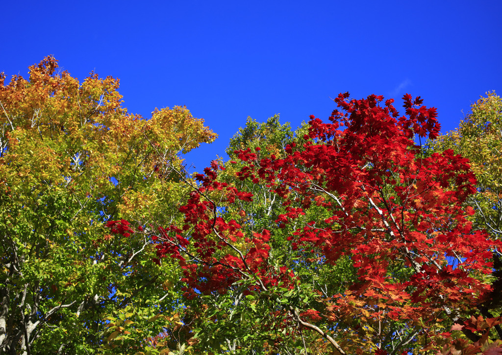 城ヶ倉ホテル付近の紅葉