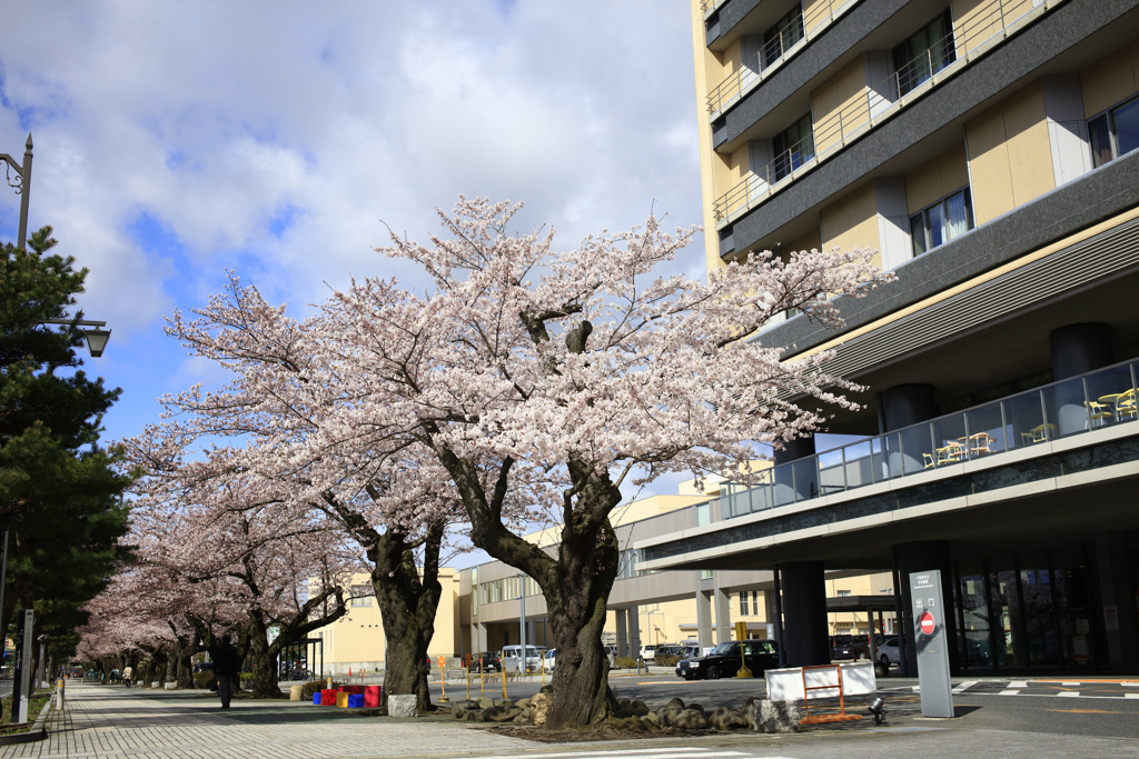 十和田官庁街通りの桜